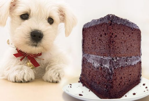 Is chocolate bad for dogs